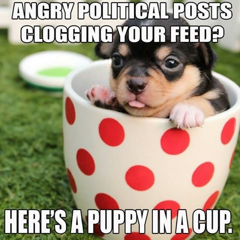 puppy_n.jpg