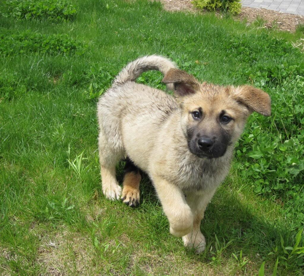 puppy_zps7bd5e800_2ea342f00d0f2ac5c7f632d41a89c4c1559679b8.jpg