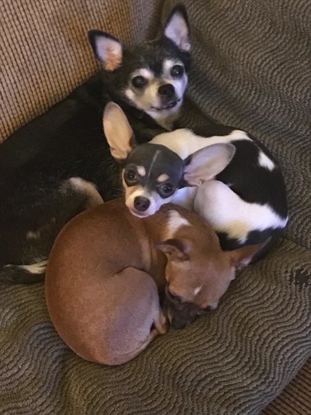 puppyle.jpg