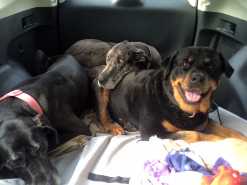 pups.jpg