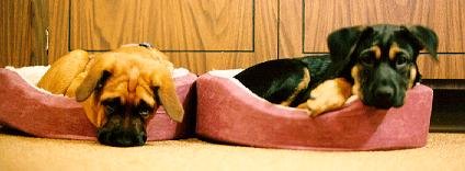 PUPS01.jpg