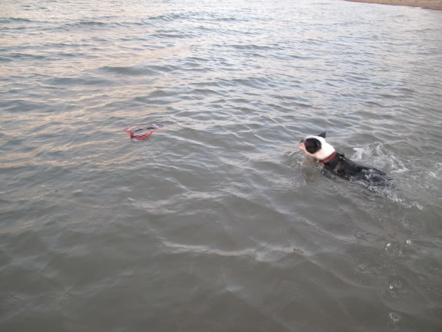 pups098_acf6c8fe29127f39ce900dc49af957f459afbf94.jpg