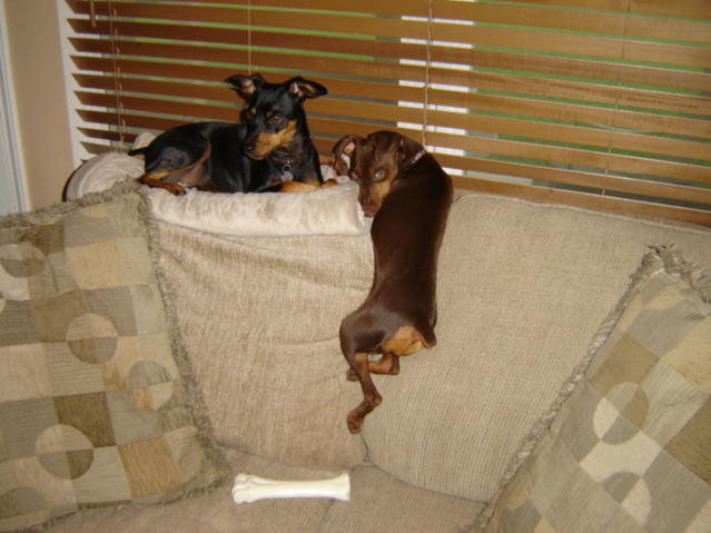 pups10.jpg