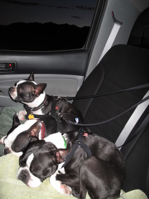pups108_f8091b2ca983cf6fac231e57dcfa71a3528cee04.jpg