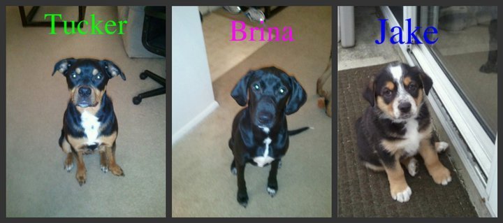 pups_zpse5264897_59598e54fa7584ffb151cc75fe7f715c53e35c43.jpg