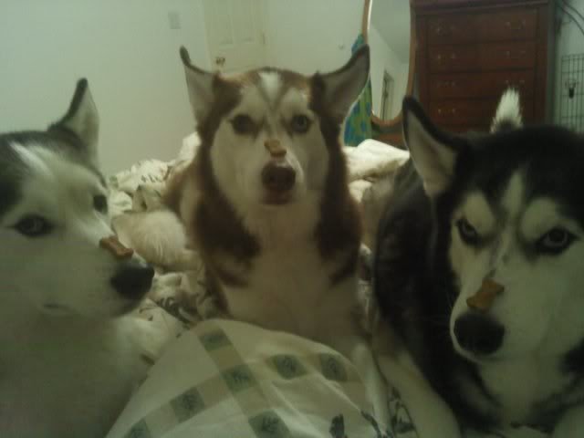 pupsnosetreat_d4088f4b83f6c6330645f7fbdff63b184bb71a27.jpg