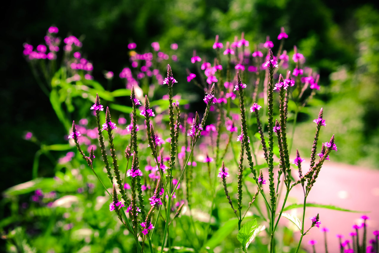 Purple Flower.jpg