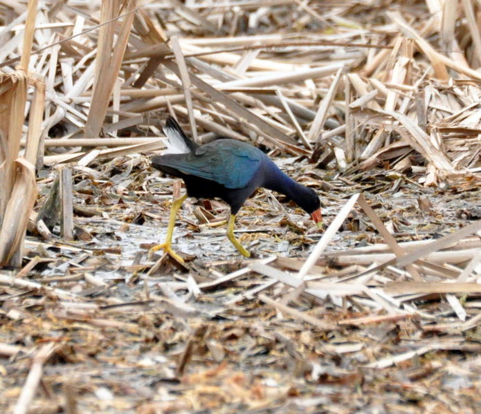 Purple Gallinule.jpg