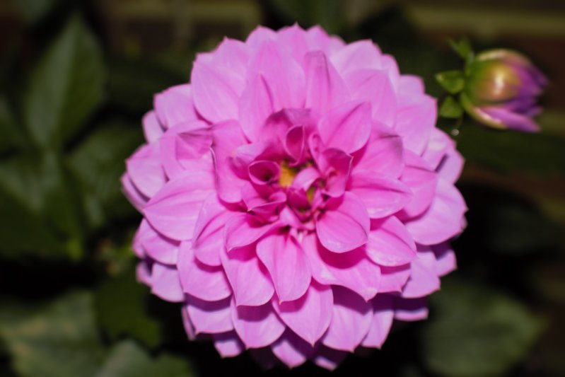 Purple.jpg
