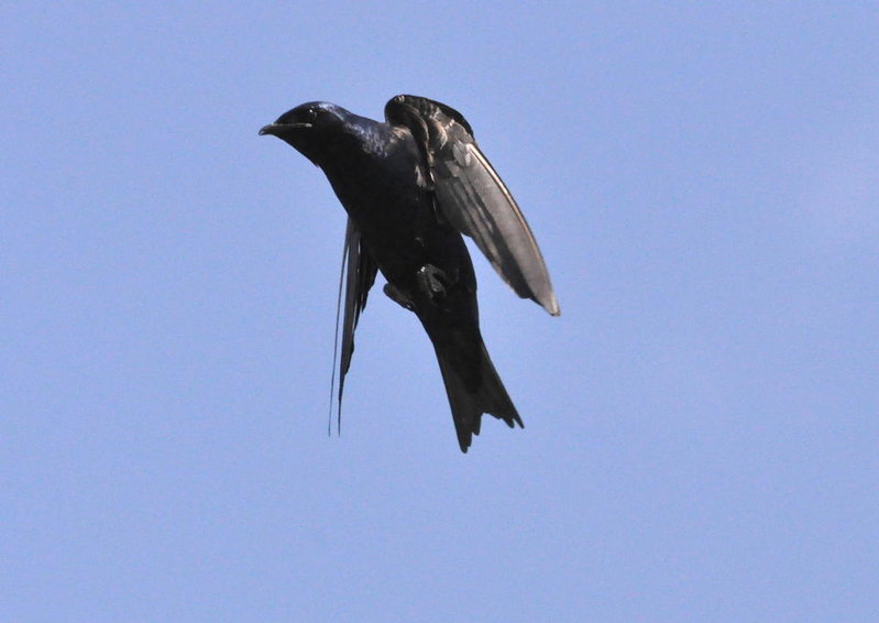 Purple Martin.jpg