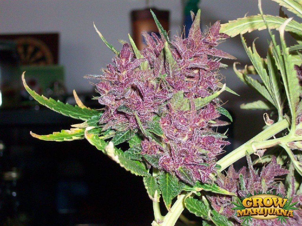 Purple-Power-Marijuana.jpg