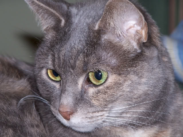 Purrelli_7f88b2721bf73268cb425408dc02892c028b5507.jpg