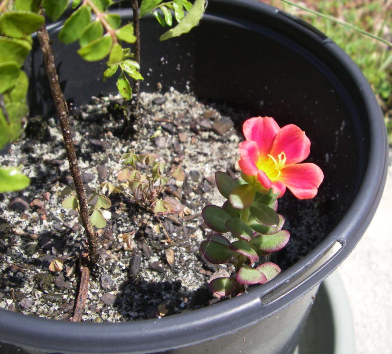 PURSLANE.jpg