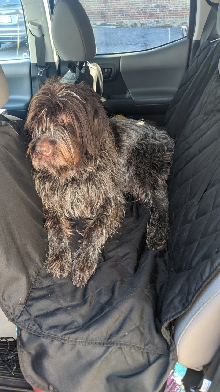 Here's our dog hammock seat cover for the back seat. The sides zip up to  protect the doors and you can lower the flap to protect the seat when the  dogs jump