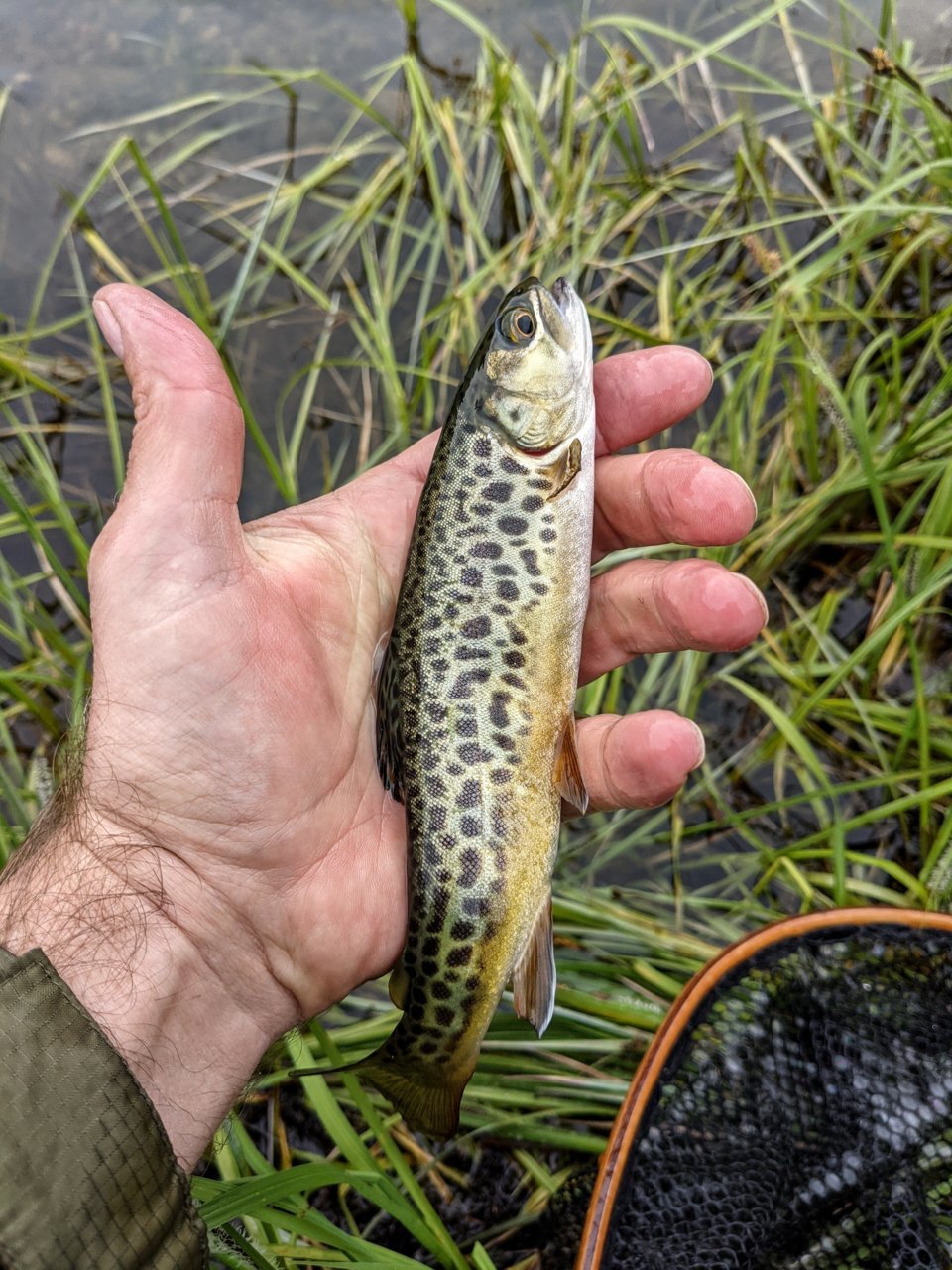 PXL_20210717_223841503.jpg