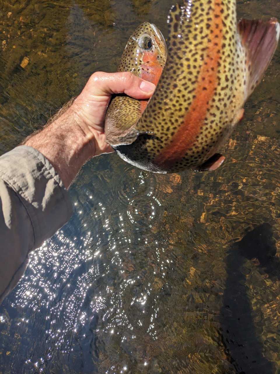 PXL_20230509_181843418.jpg