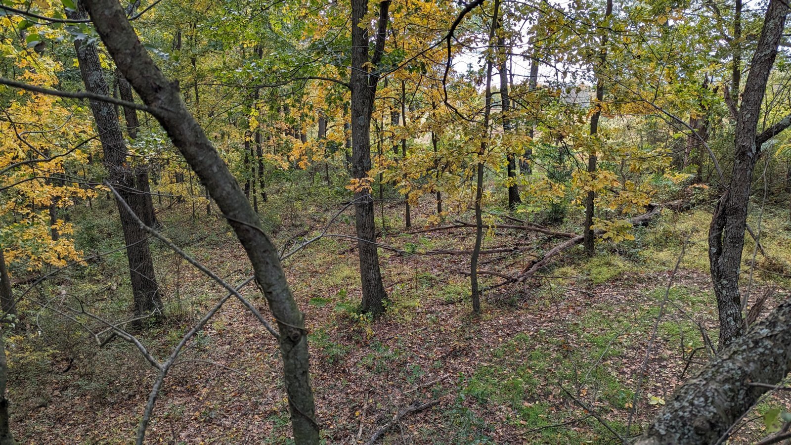 PXL_20231021_195526566.jpg