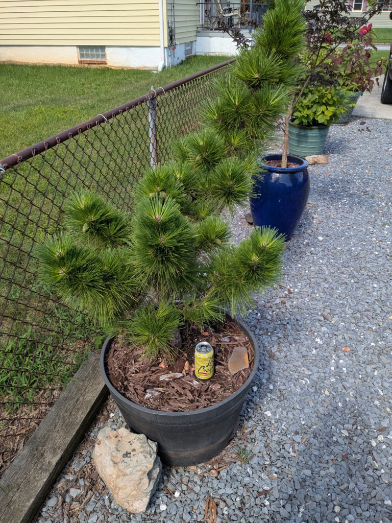 PXL_20250720_200444592.jpg