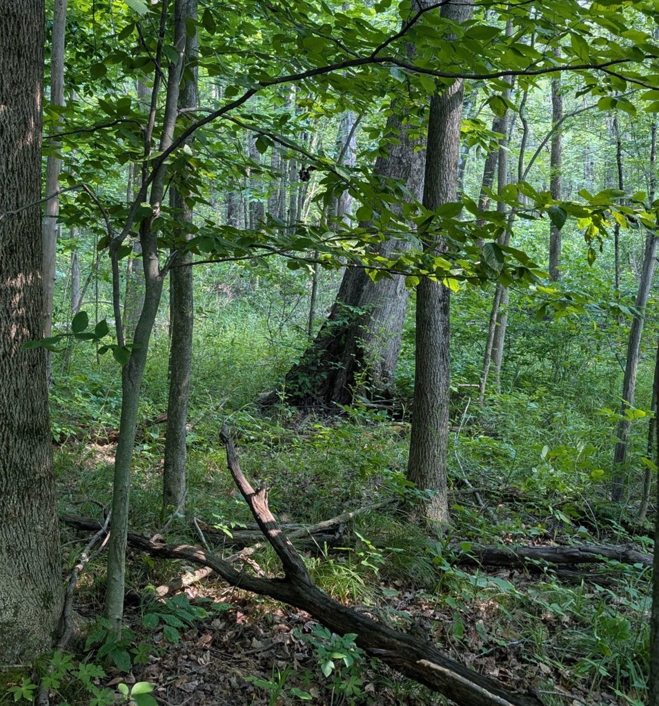 PXL_20250803_203321944~2.jpg