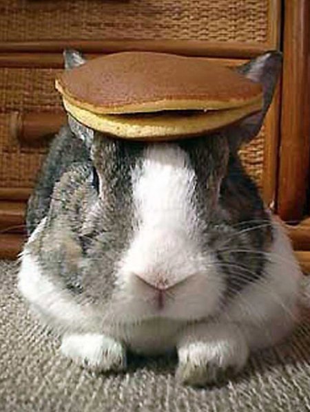 Rabbit.jpg