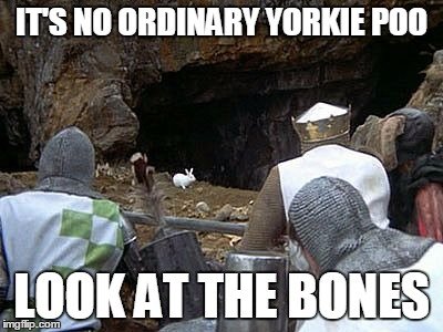 rabbit yorkie.jpg