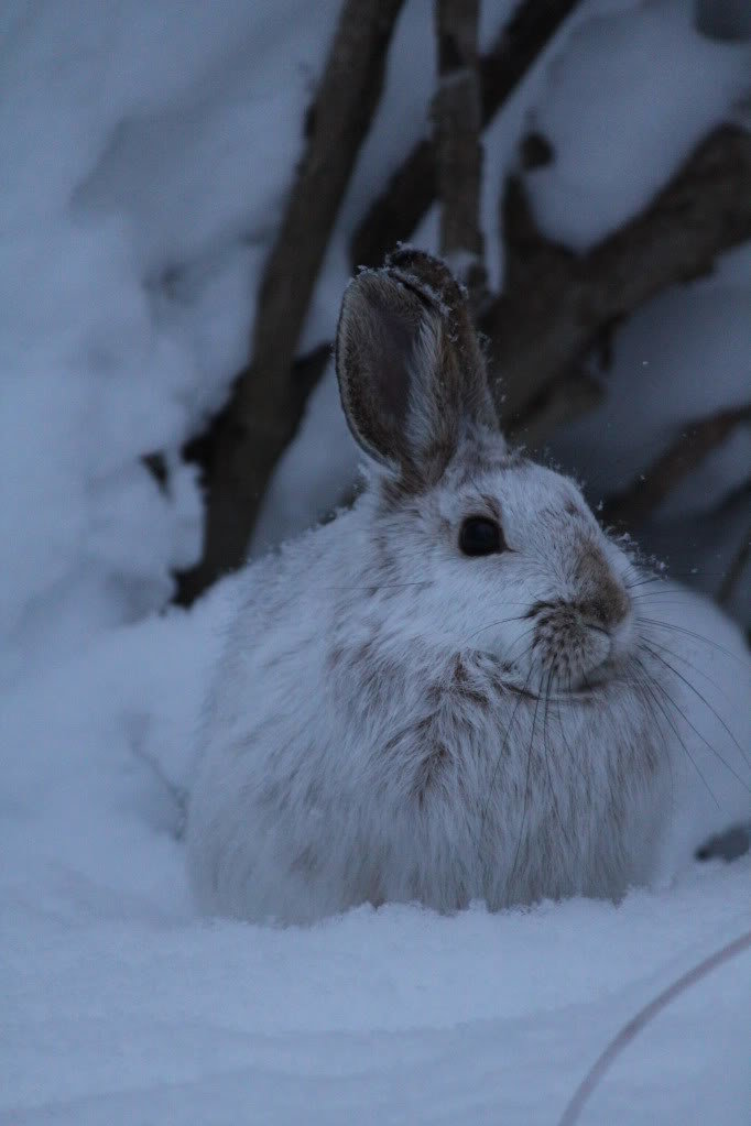 rabbit032_8c00f58455ccd53b26beb9f6451c16984af9d5c6.jpg