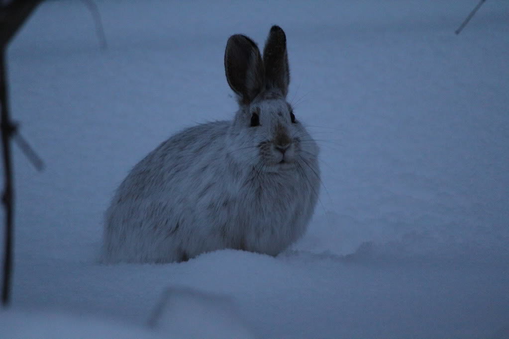 rabbit049_832294271904fa6c31abca0fcdca54a7ed451257.jpg