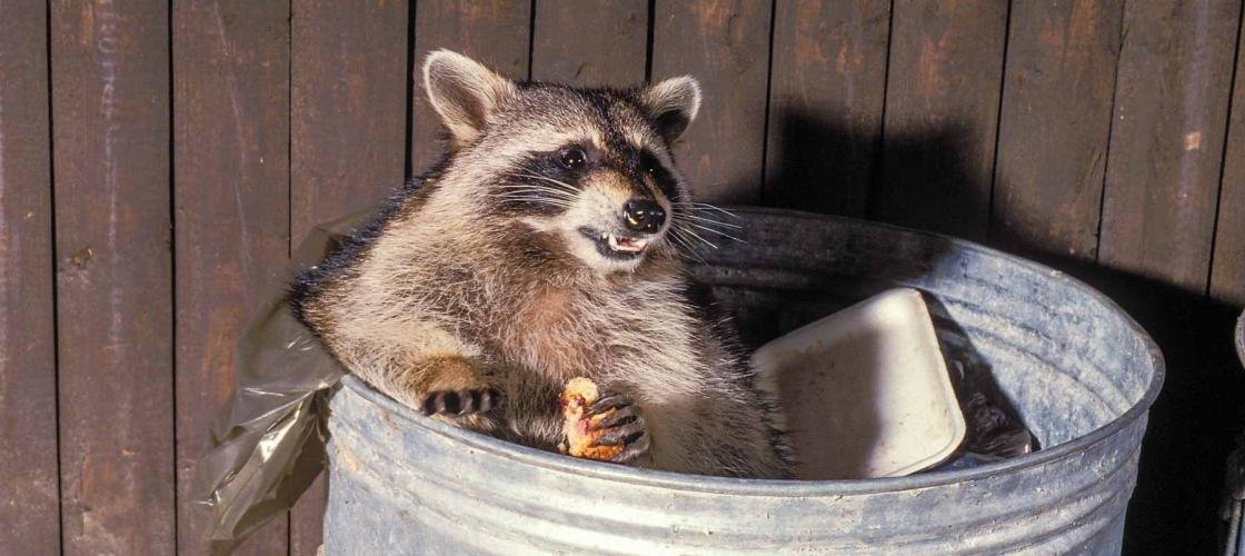Raccoon garbage_08RGB.jpg