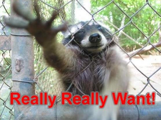 Raccoon_Want_fd7160991cc7cf06b07fe732cb5ecd87d23ec08e.jpg