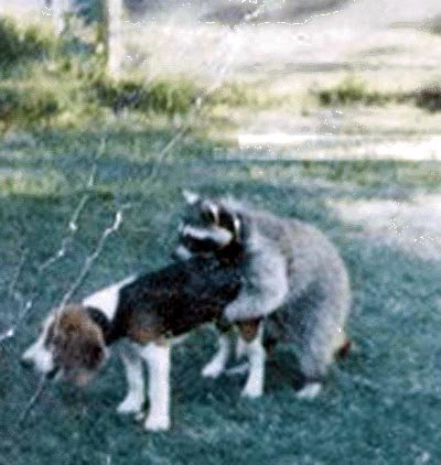 raccoon_zpsa6bf84d1_d47ac369c6850e3caea18609b4016c63e4e6d7e9.jpg