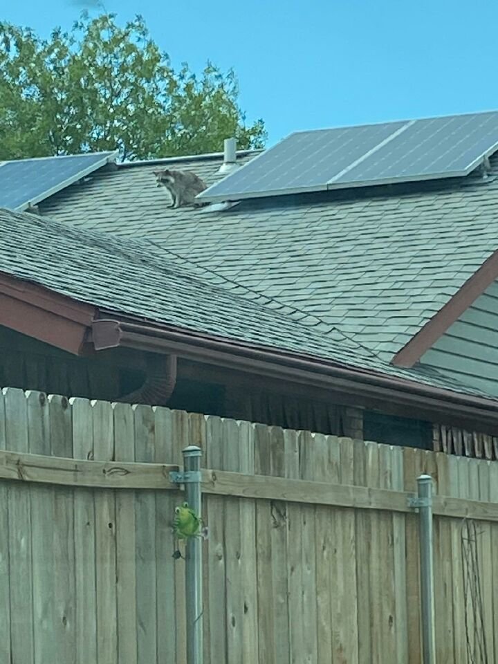 RaccoonSolar.jpg