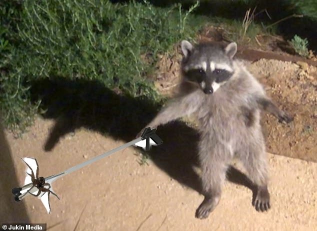 Racoon nightmare fuel.jpg