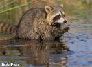 racoon_2735d2710dbf6807f10f07a2165d0edf6d883ef1.jpg