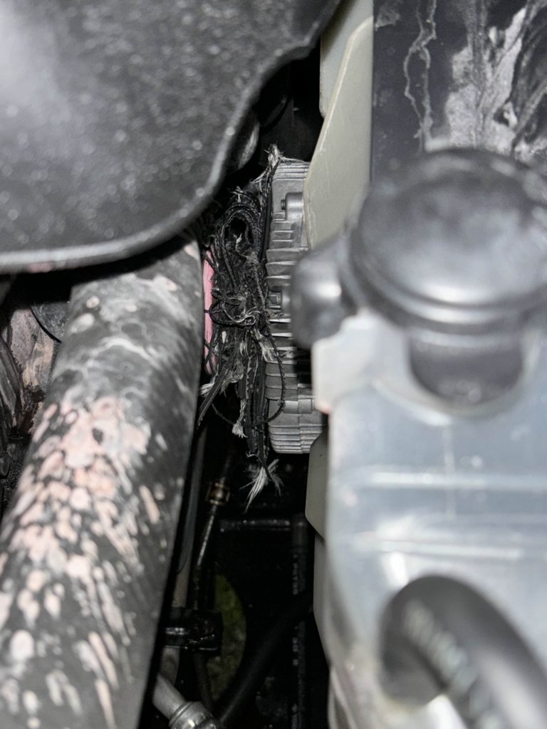 RadiatorFanMotor.jpg