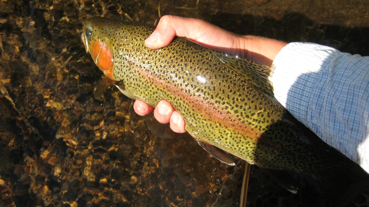 rainbow1.jpg