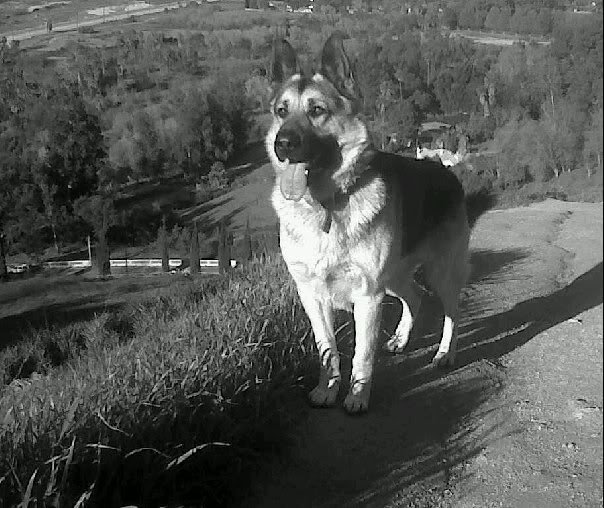 rambo_b24fefc8b5df04a625d95f6c335bb56339e461f2.jpg