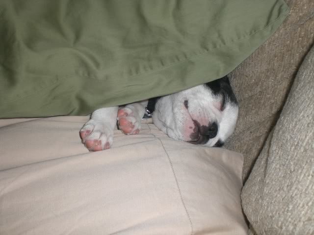 RANDOMDOGPICS001_32f534a48af6447f2b48af6cf9419469c6780a96.jpg