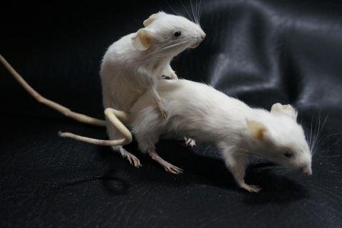 ratsbanging.jpg
