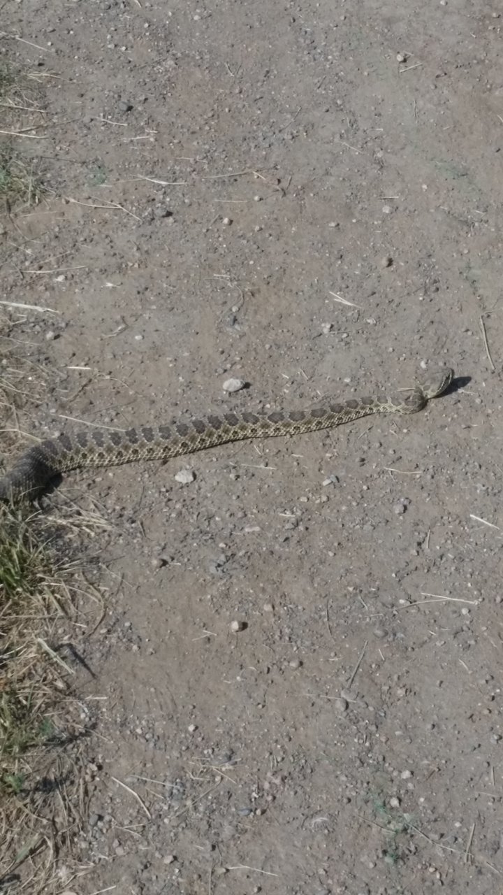 rattlesnake 16'.jpg