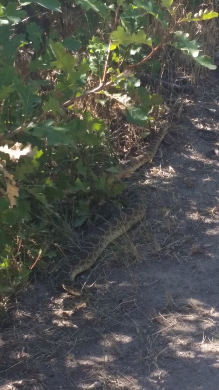 rattlesnake #2 16'.jpg