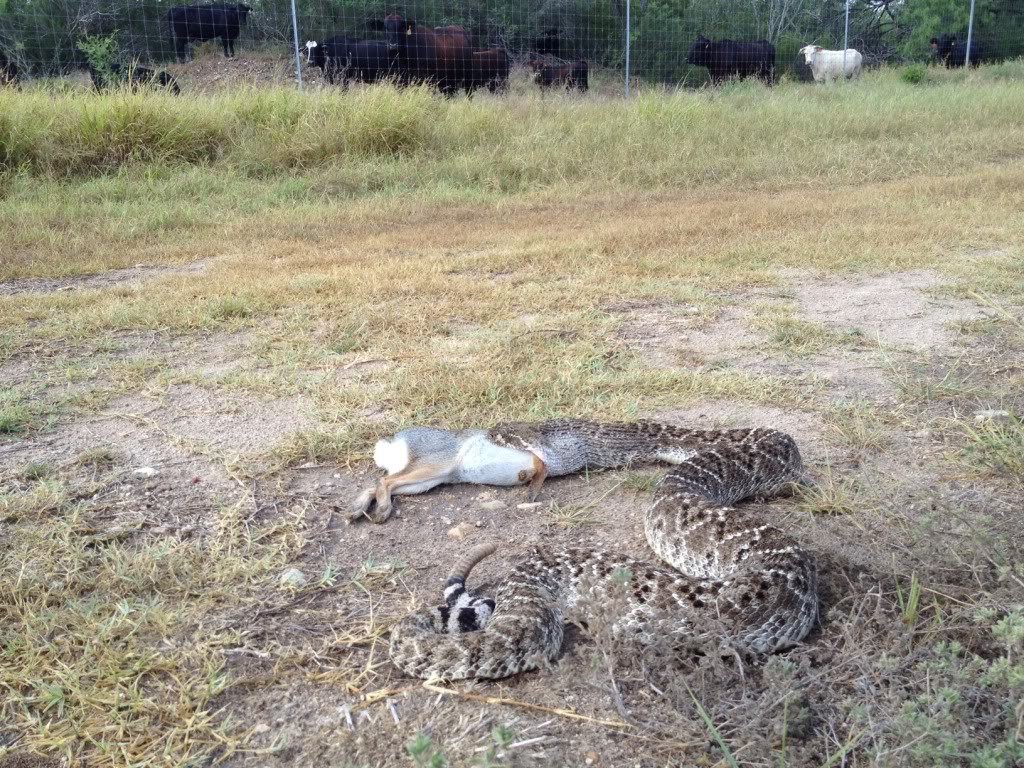 rattlesnake_c55a3b86261a2e538565a9ccc89b3c51091bc212.jpg