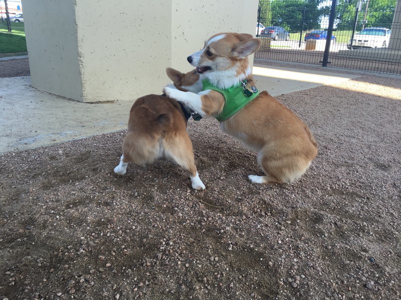 Rawr-corgifight.jpg