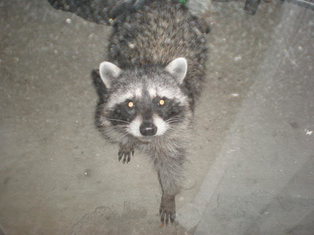 rcoon3_62f4450152e2e80515f55e219296473f14e00663.jpg