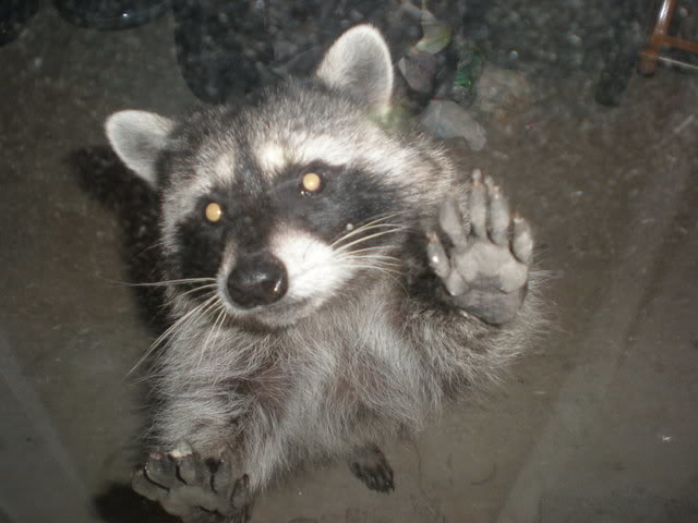 rcoon4_968e849a23f9ffd0016647e1b243805d5b87190c.jpg