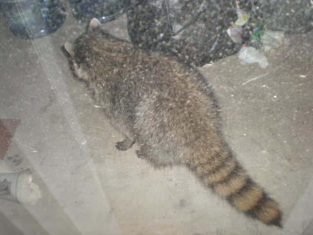 rcoon5_799dea0c9567e589cb20080c4c00a9499c509529.jpg