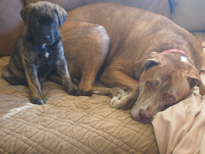ReadyForThePuppyBowl.jpg