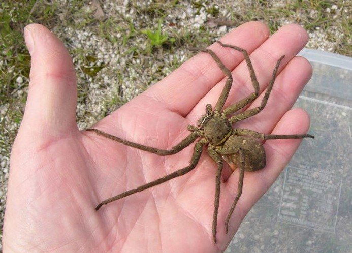 Real-cane-spider.jpg