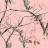 realtreeaphdcamocolorspink.jpg