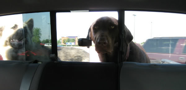 Rearwidowview_1d63091774e77c61694ae2b4fe9f9981eb84ebd5.jpg