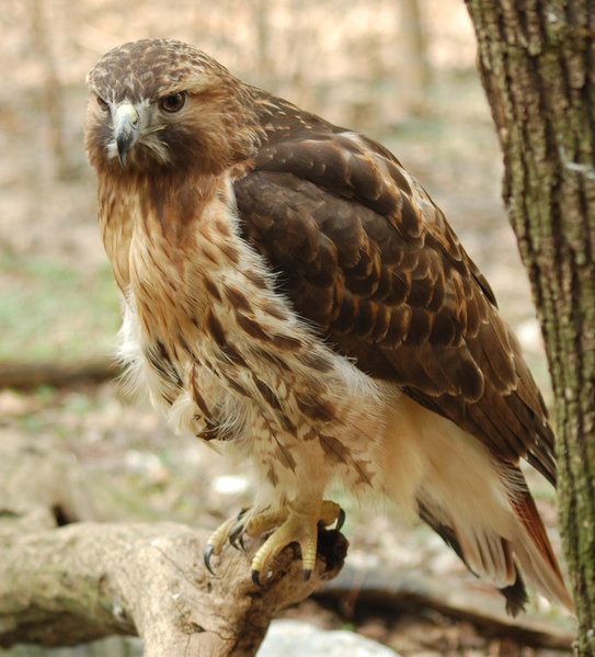 Red-tailed_Hawk_Buteo_jamaicensis_Full_Body_1880px.jpg